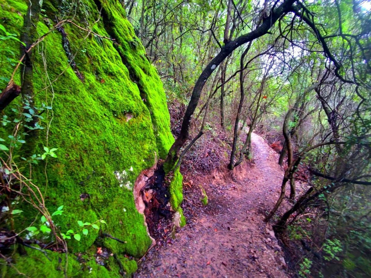 La Casa Del Naturalista El Bosque Dış mekan fotoğraf
