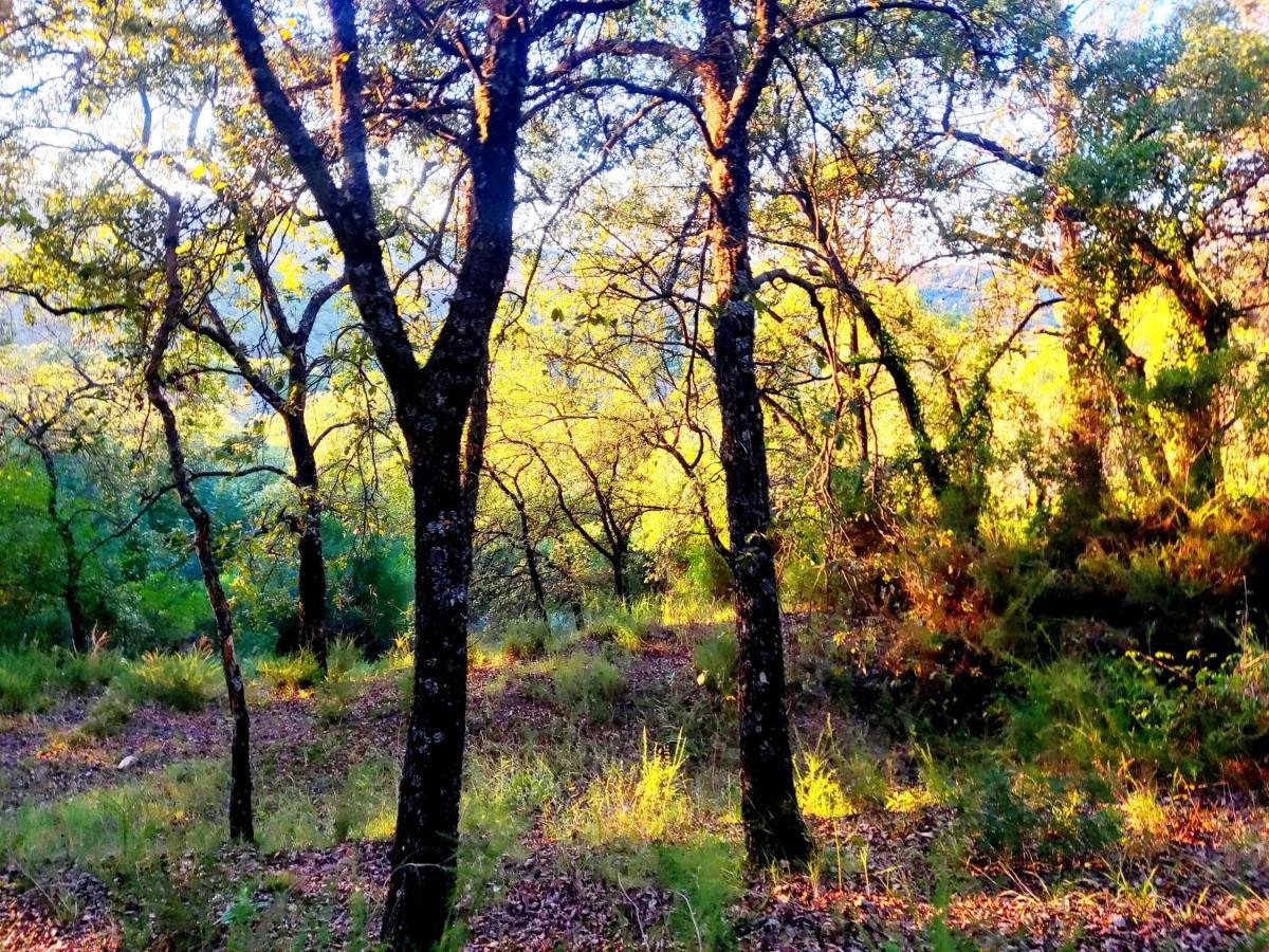 La Casa Del Naturalista El Bosque Dış mekan fotoğraf